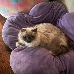 Meet your Posher, Lola